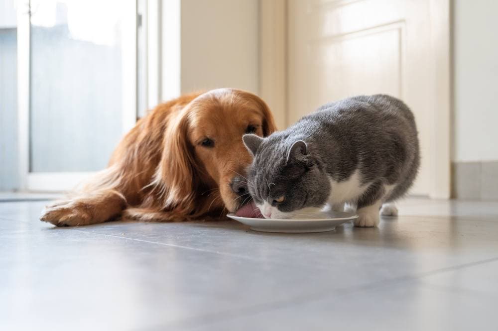 How to Stop Your Dog from Eating Cat Food (5 Simple Tricks ...