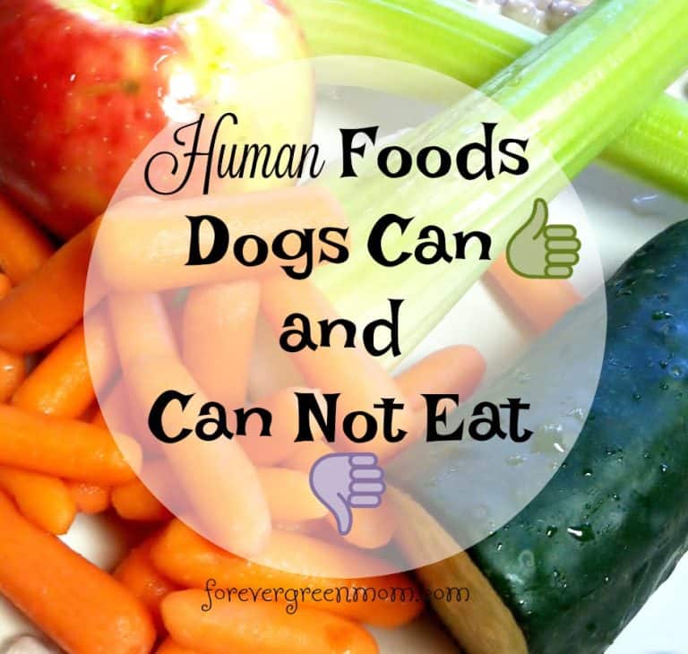Human Foods Dogs Can Eat and Not Eat