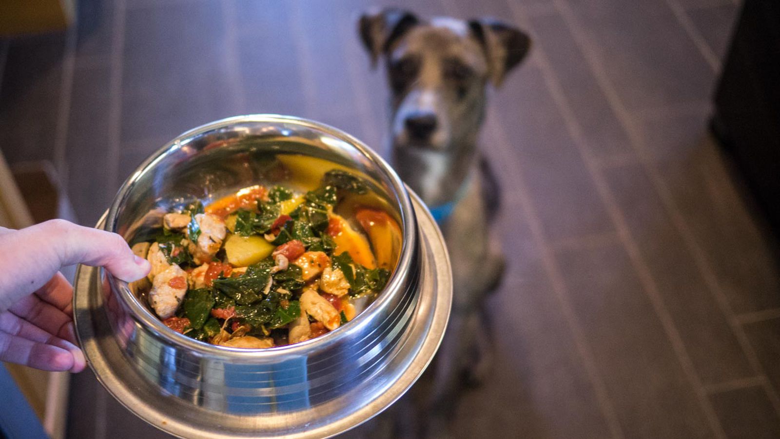 I Tried Cooking for My Dogs â Hereâs What I Learned