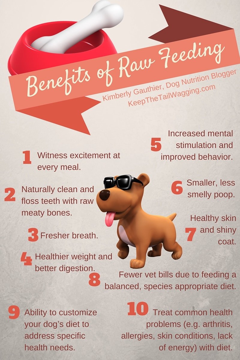 Infographics on Raw Feeding for Dogs