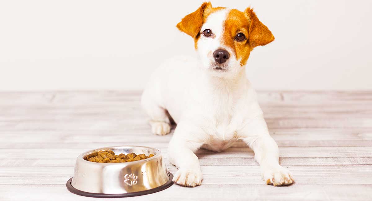 Is My Dog Just a Picky Eater? How Do I Get My Dog To Eat ...