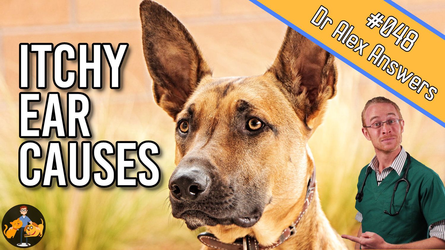 Itchy Ears? Why Your Dog Canât Stop (and how to treat them ...