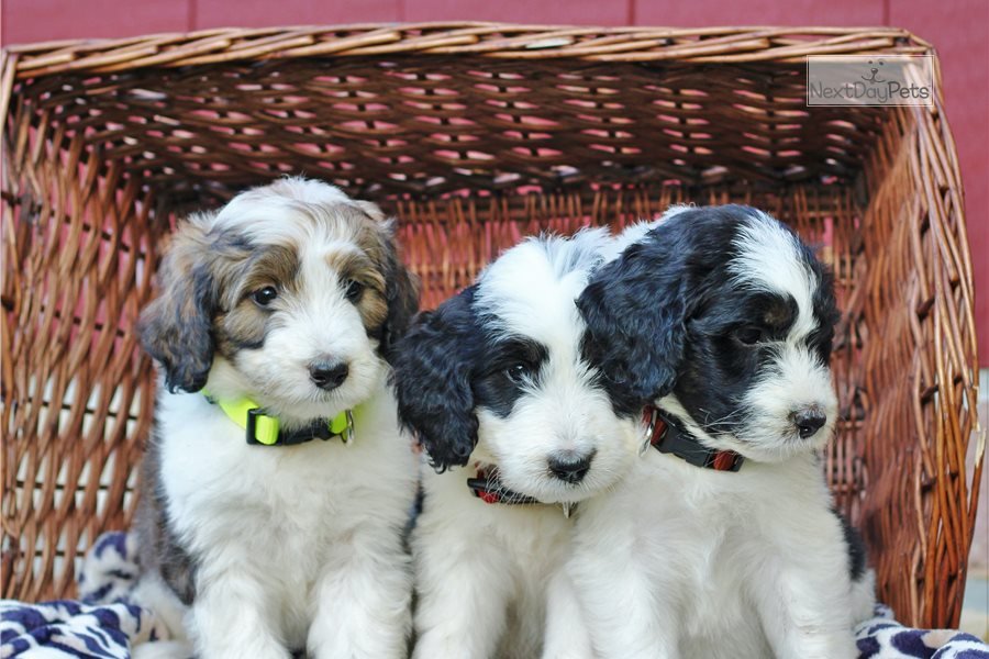 Katie: Bernedoodle puppy for sale near Harrisburg, Pennsylvania ...
