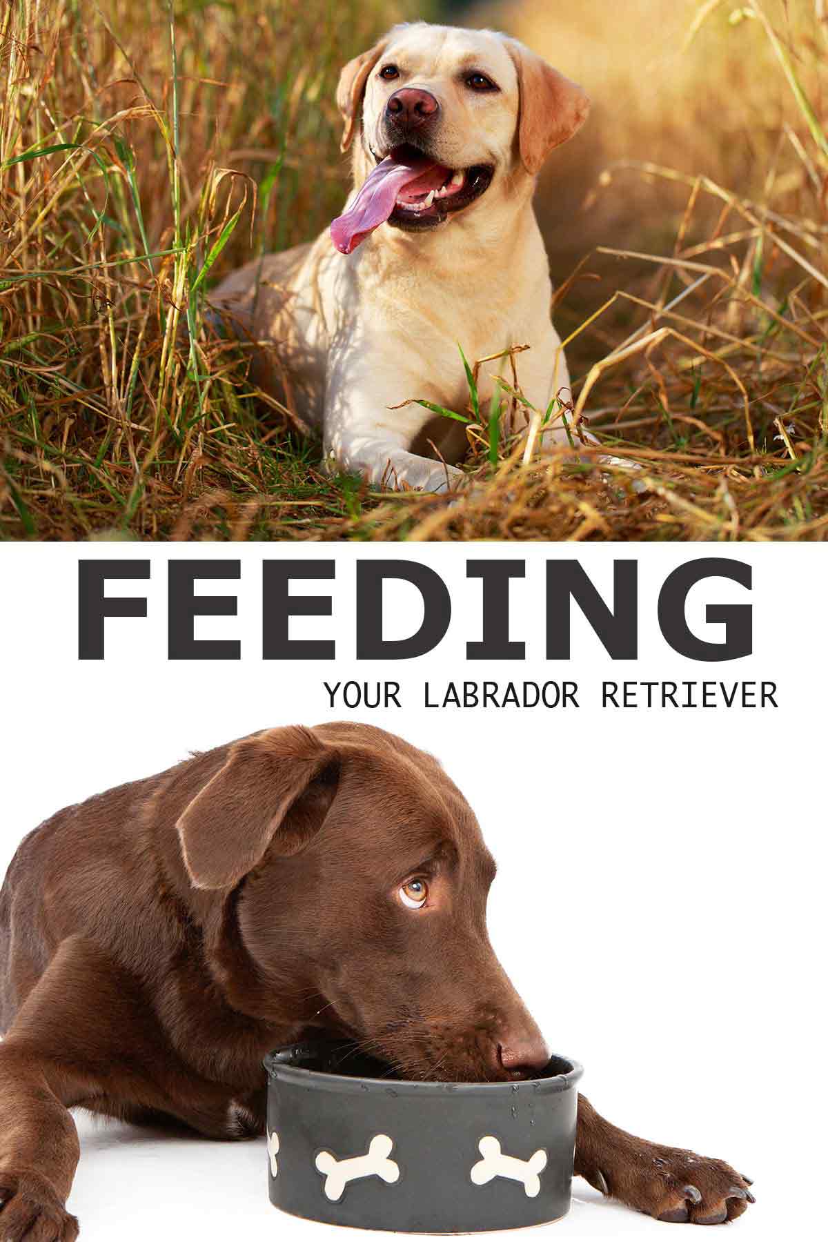 Labrador Food And How To Feed a Labrador