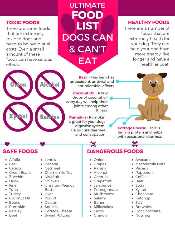 List Of Things Dogs Can T Eat