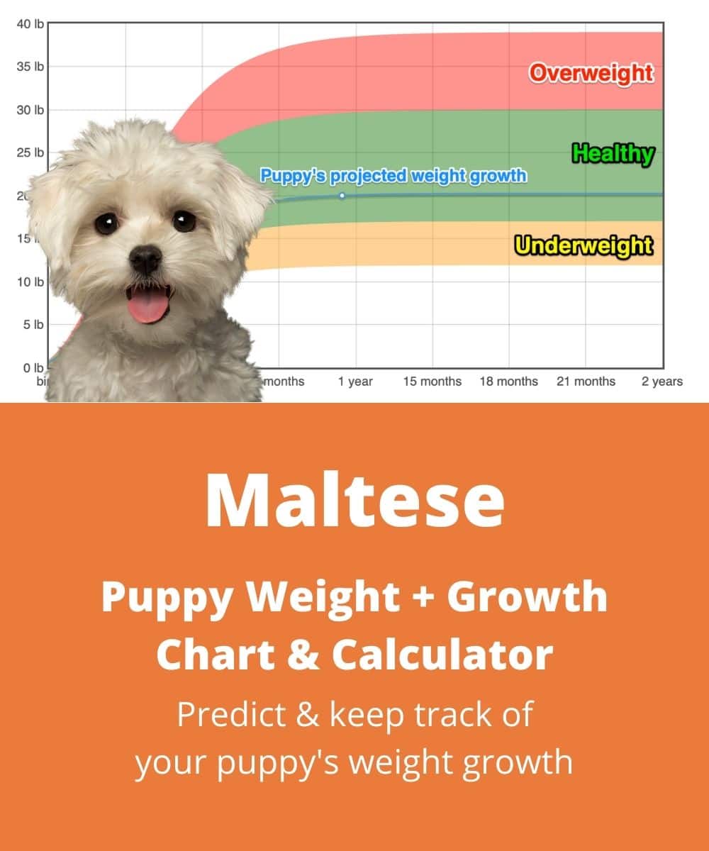 Maltese Weight+Growth Chart 2021