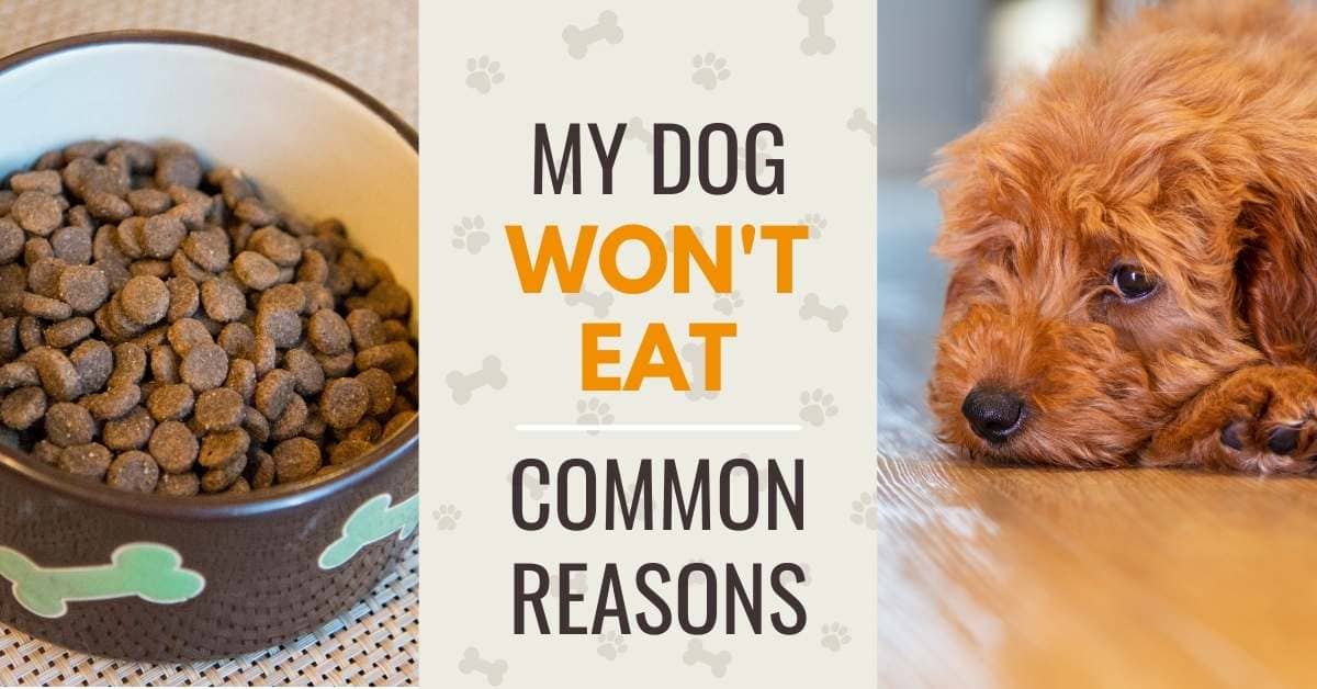 My Dog Lost His Appetite: Reasons Why a Dog Wonât Eat
