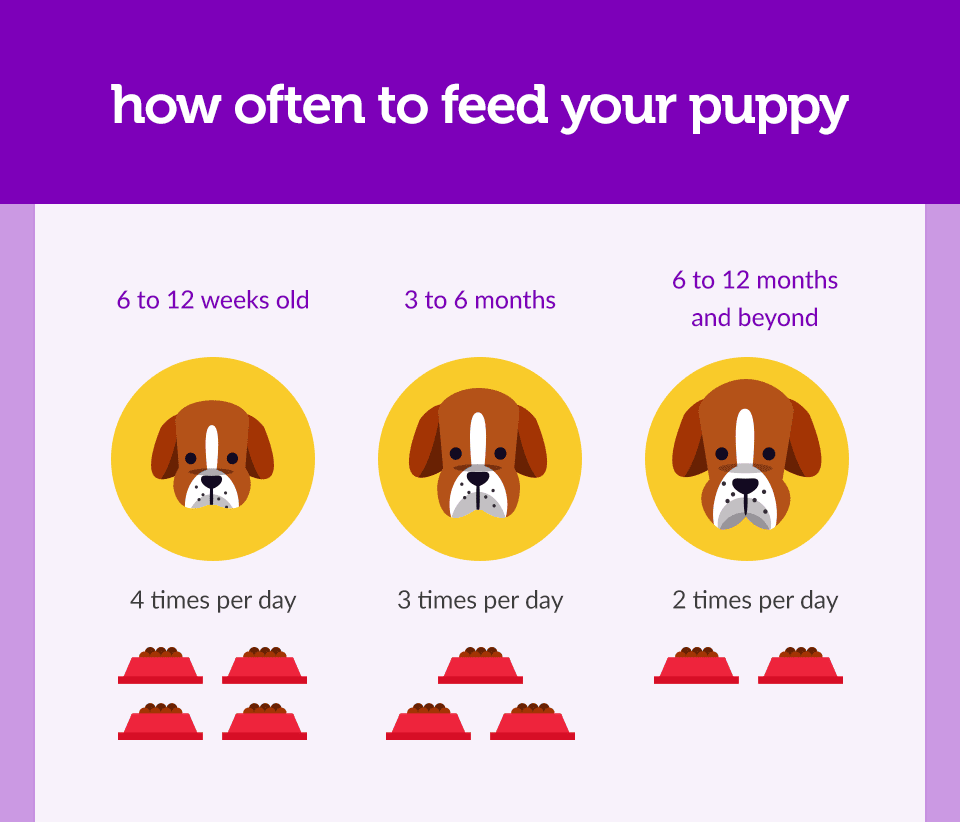Not Sure How Much You Should Feed Your Puppy? Were Here to Help