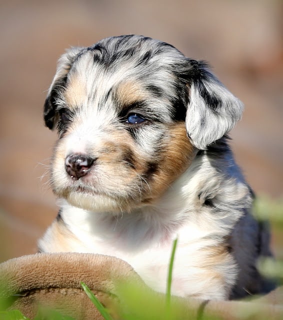 Our Recommended Aussiedoodle Breeders List