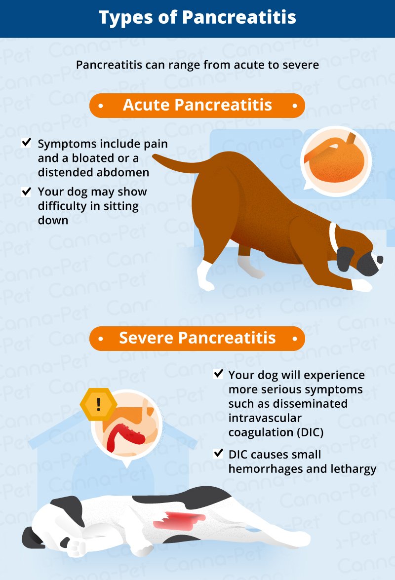 Pancreatitis in Dogs: Symptoms, Causes &  More