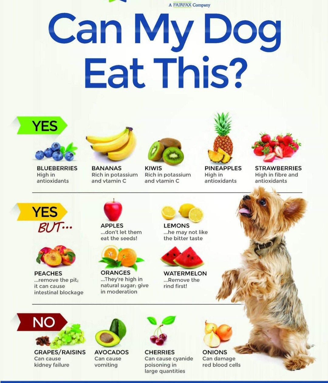 Pin by Susan Noga on Dog treats n care