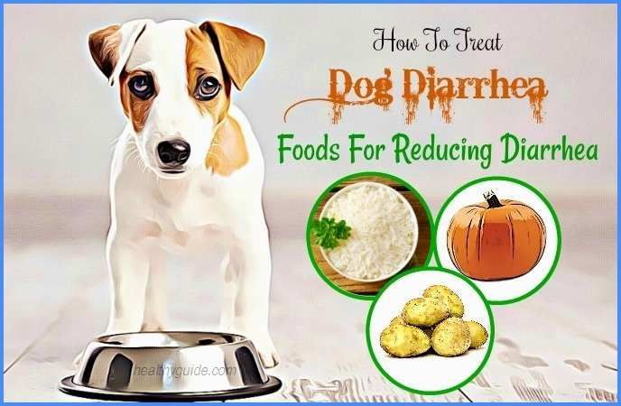 Pin on Dog Health &  Diet