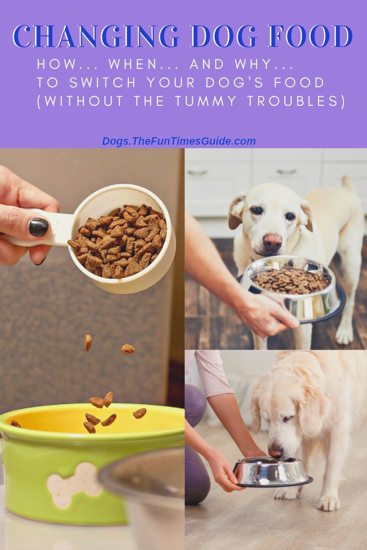 Pin on Dog Nutrition Guide