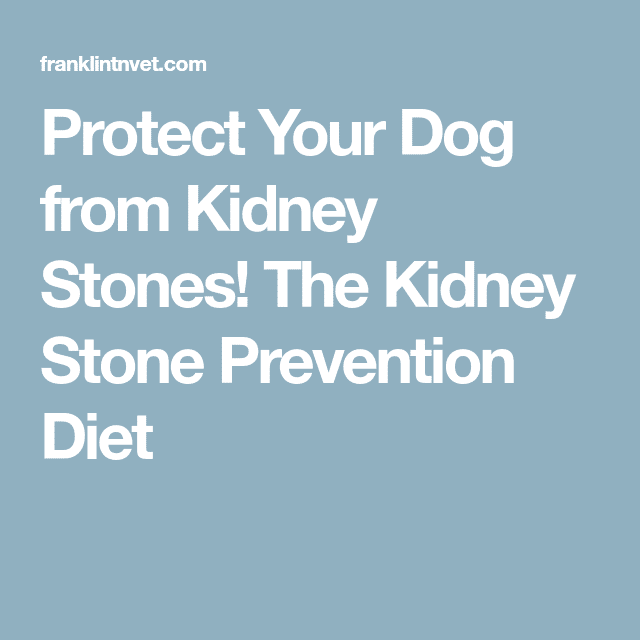 Protect Your Dog from Kidney Stones! The Kidney Stone Prevention Diet ...