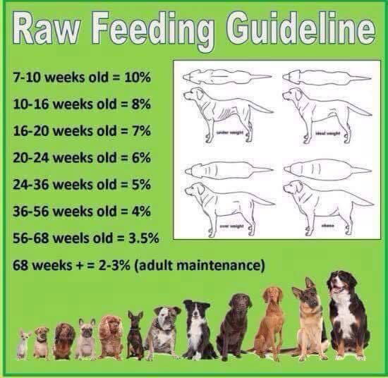 Raw feeding guide