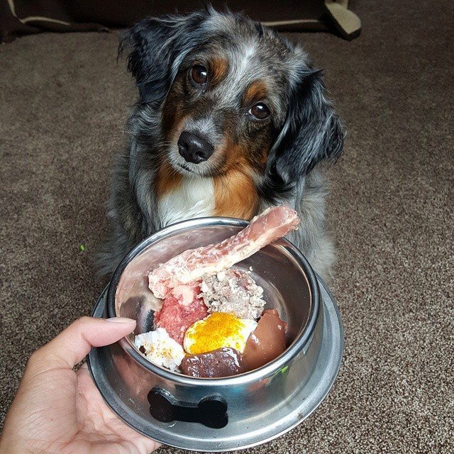 Raw Feeding Transition Guide For Dogs