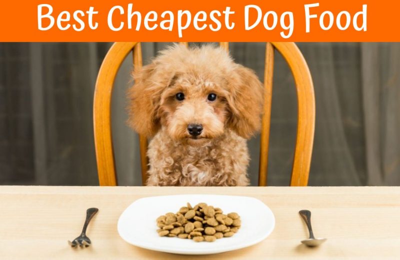 Real Guide to Best Cheap Dog Food (Reviews in 2018)