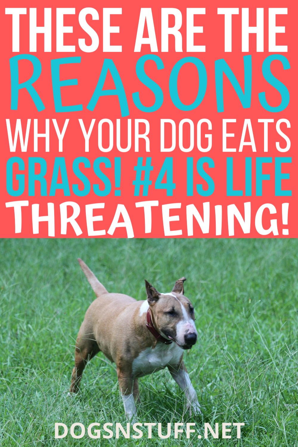Reasons Why Dogs Eat Grass