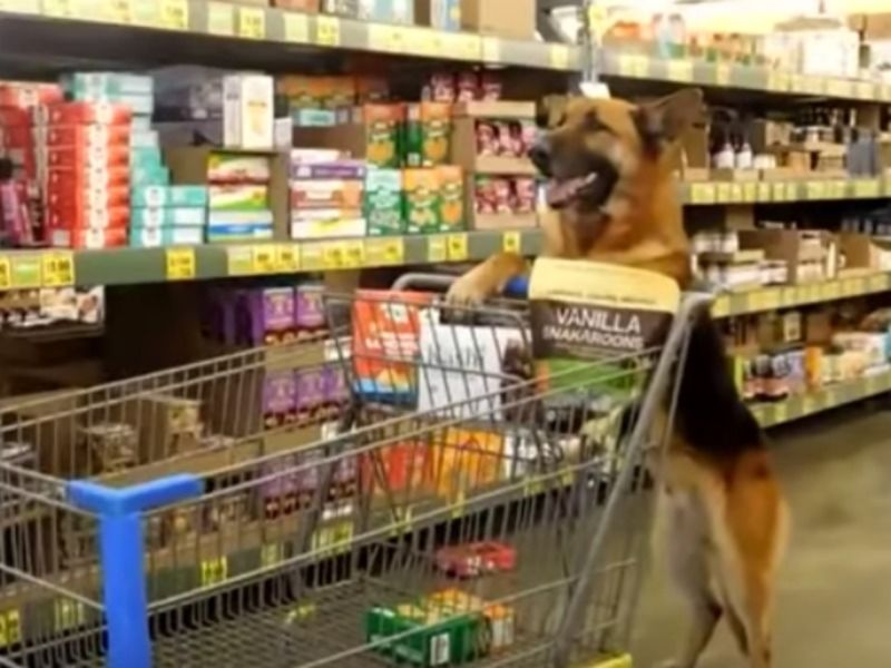 See: Grocery Shopping Rescue Dog Buys His Own Treats ...