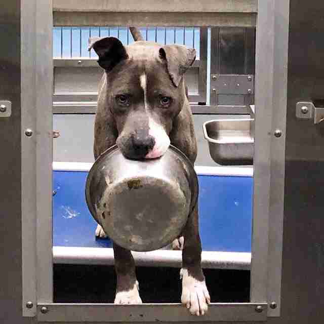 Shelter Dog Is Obsessed With His Food Bowl