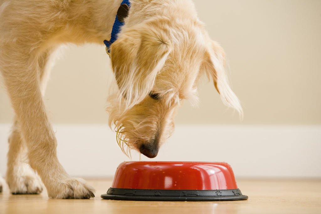 Should dogs eat wet or dry food?
