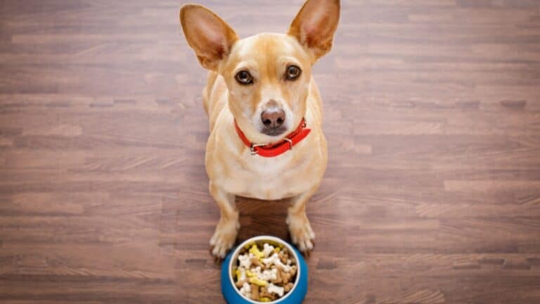 Should I Add Water To My Dogs Dry Food? (Yes, If...)