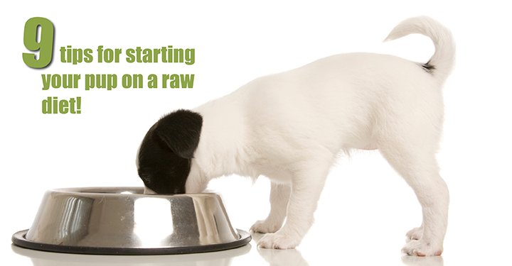 Starting Your Puppy On A Raw Diet