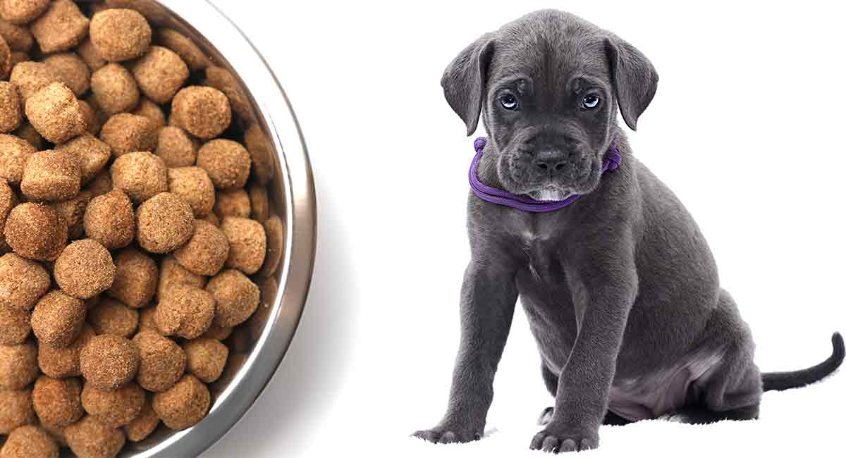 Switching Dog Food from Puppy to Adult