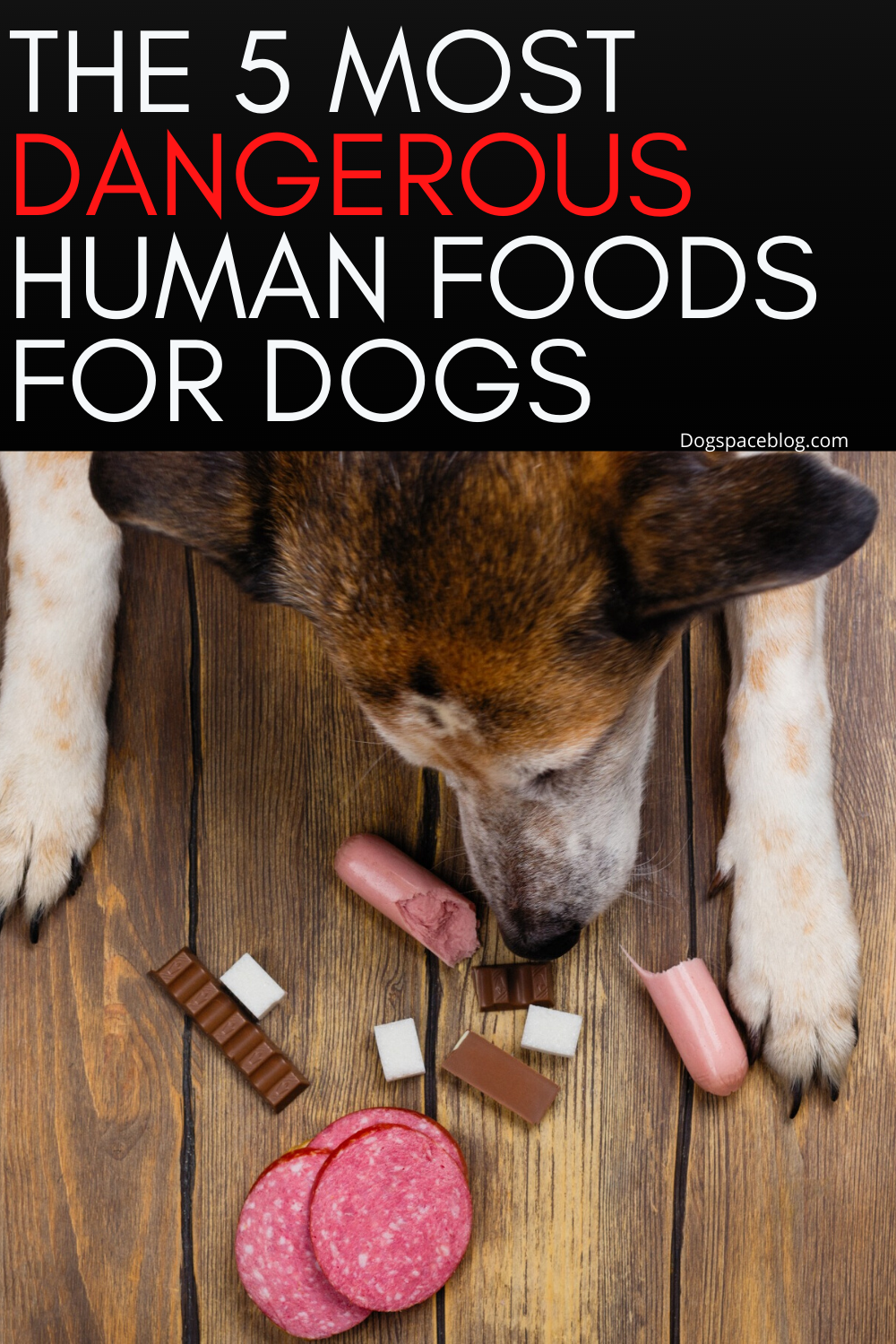 The 5 Most Dangerous Human Foods for Dogs