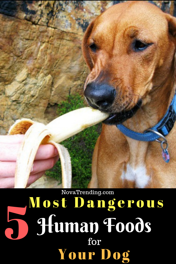 The 5 Most Dangerous Human Foods for Dogs