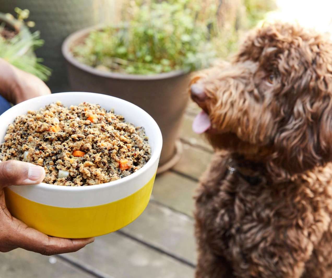 The 8 Best Dog Food for Pitbulls of 2021