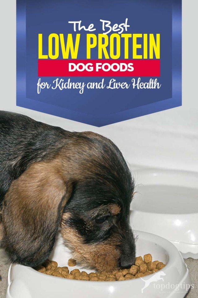 The Best Low Protein Dog Food for Kidney and Liver Health in 2020