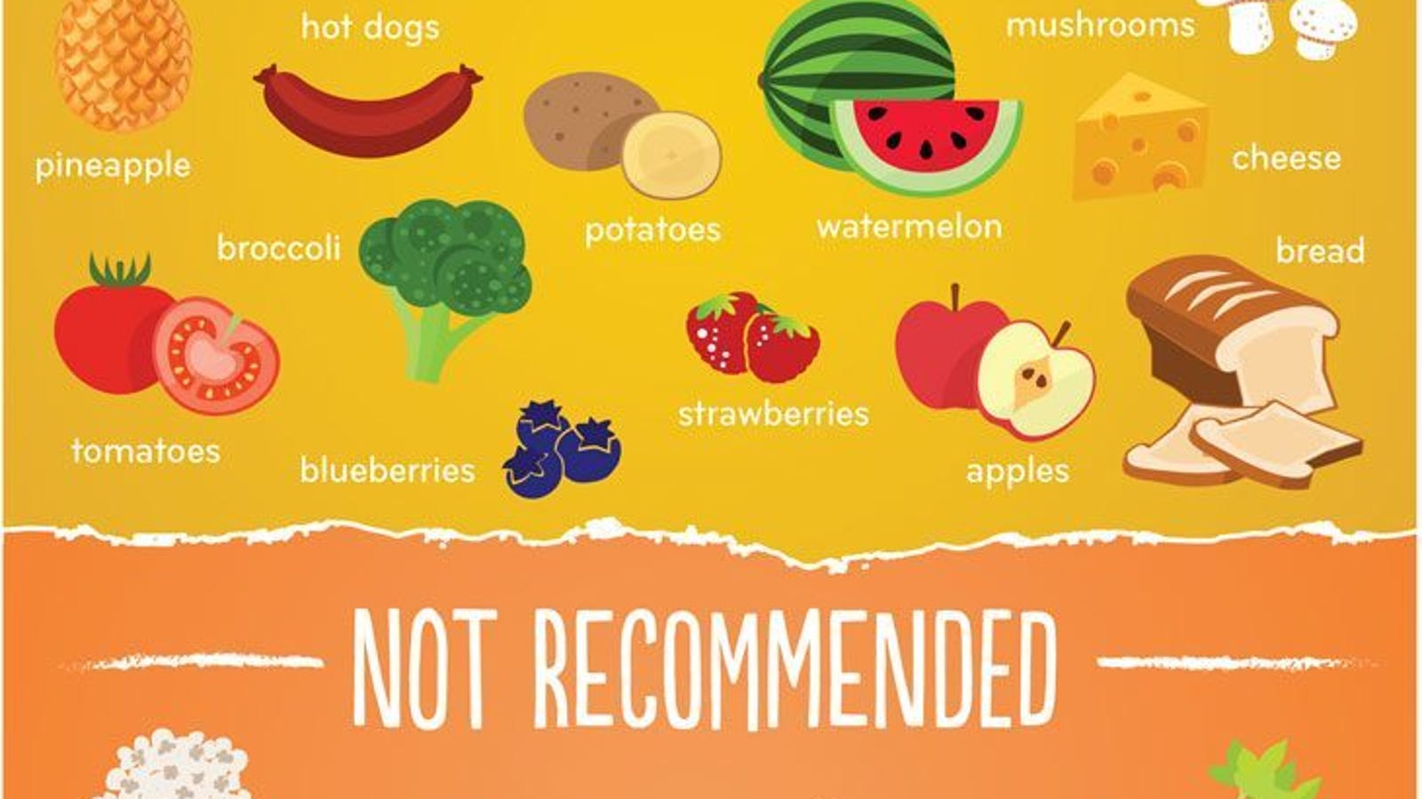 The Common Foods Dogs Can and Cant Eat