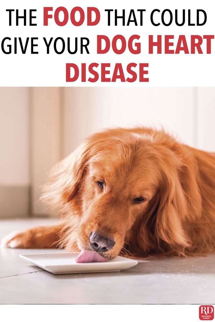 The Food That Could Give Your Dog Heart Disease â Dog ...
