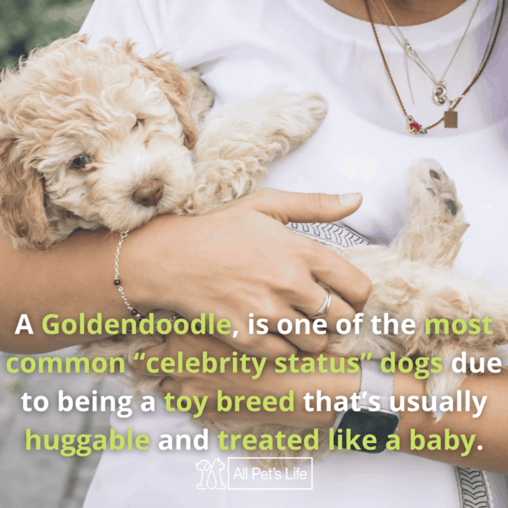 Top 10 Best Dog Food for Goldendoodles 2021 [Reviews]