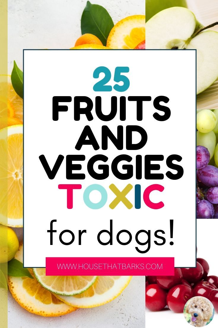 Top 25 Fruits and Vegetables Toxic for Dogs