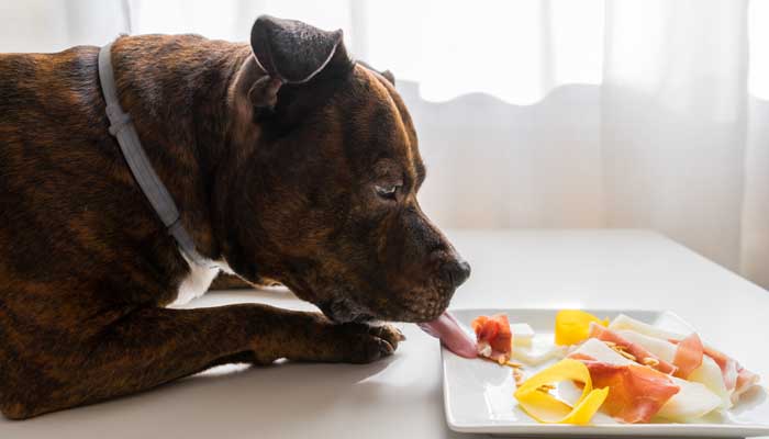 Top 5 Best Dog Food for Pitbulls to Gain Weight and Lean ...