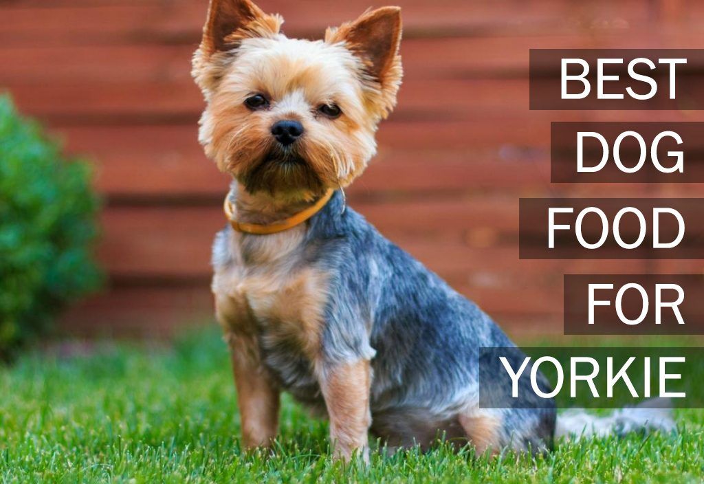 Top 5 Best Dog Foods For Yorkies [2021 Buyers Guide ...