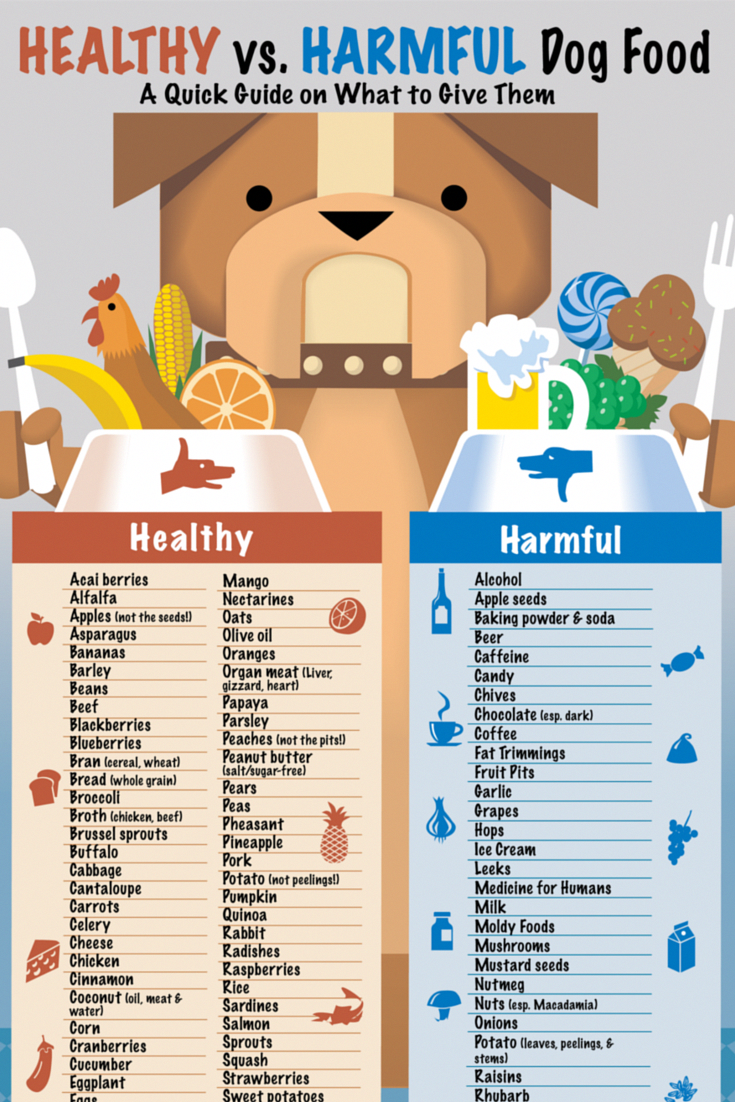 Unassuming advised healthy diet for dogs important link ...