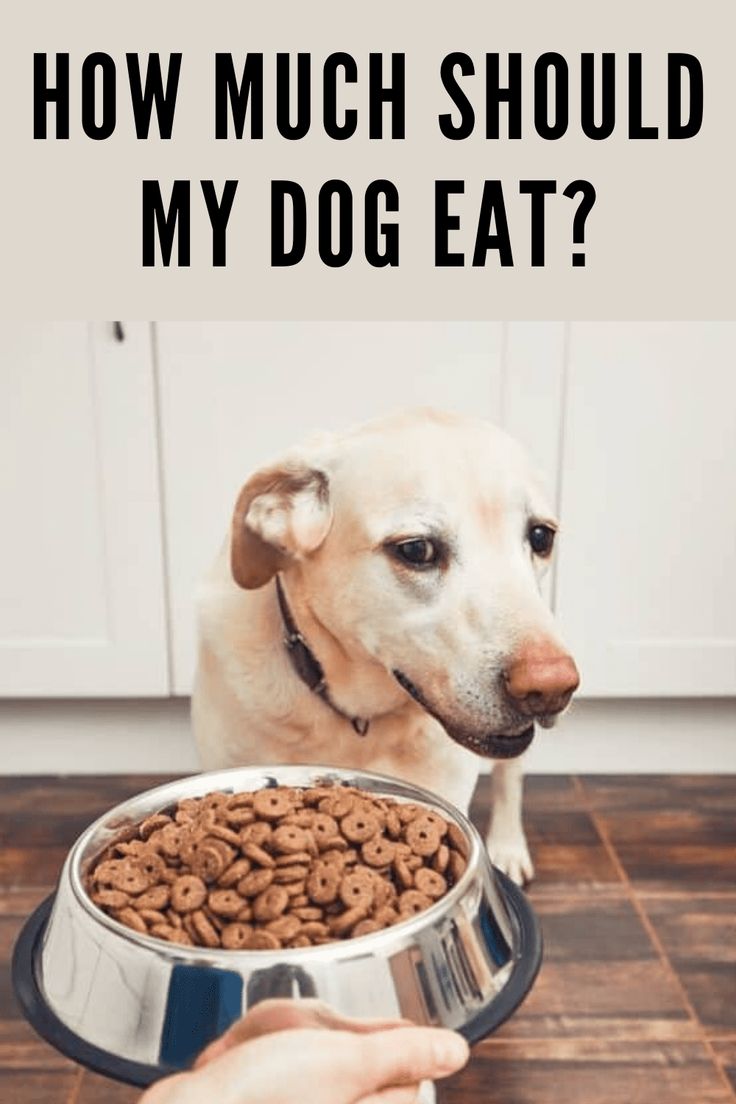 vadordesigns: How Much Wet Food Should I Feed My Dog