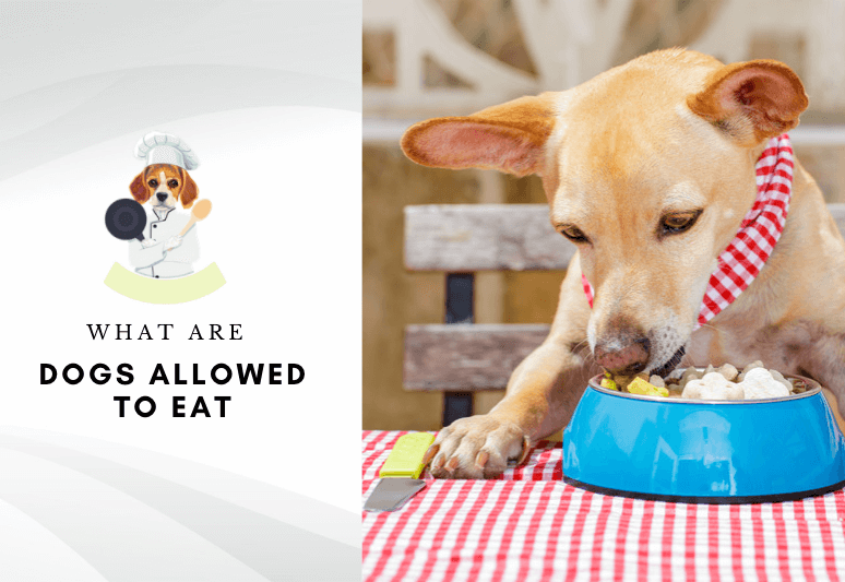 What Are Dogs Allowed to Eat? 21 Human Foods Dogs Can Eat