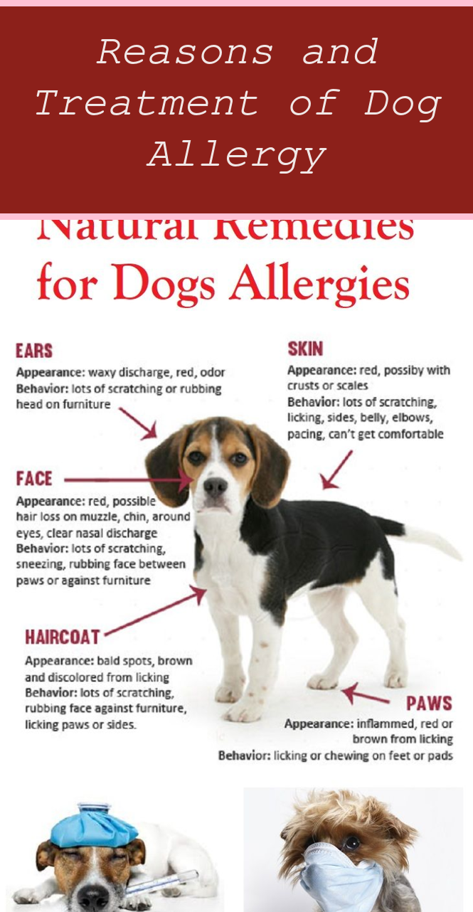 What Can I Give My Dog For Allergies