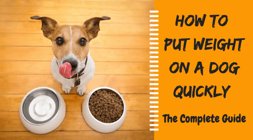 What Can You Feed A Dog To Gain Weight