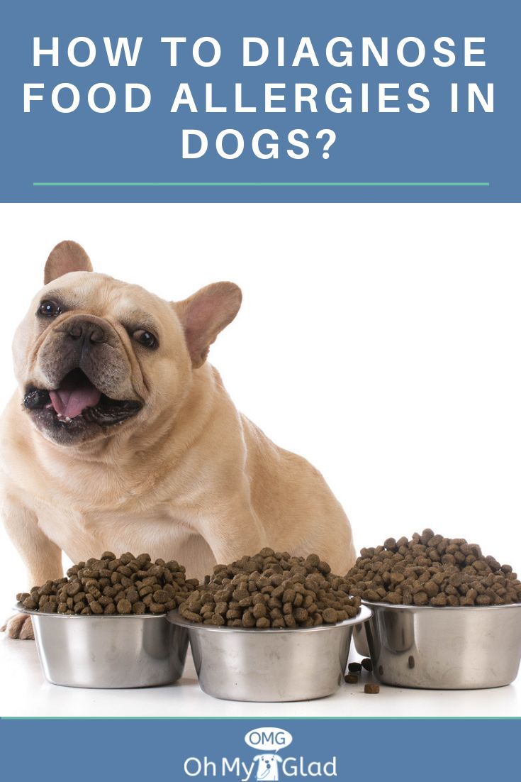 What Dog Owners Ought to Know About Dog Food Allergy Diet