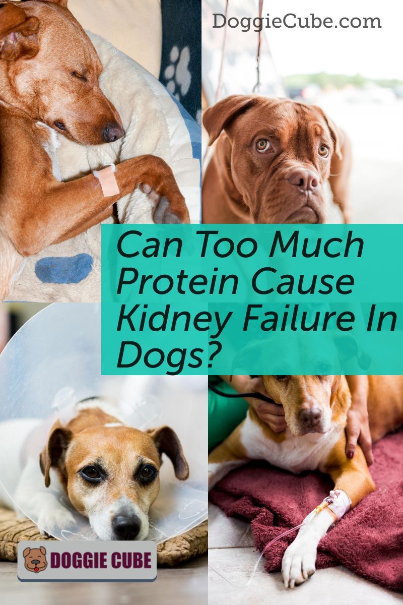What Foods Can Cause Kidney Failure In Dogs