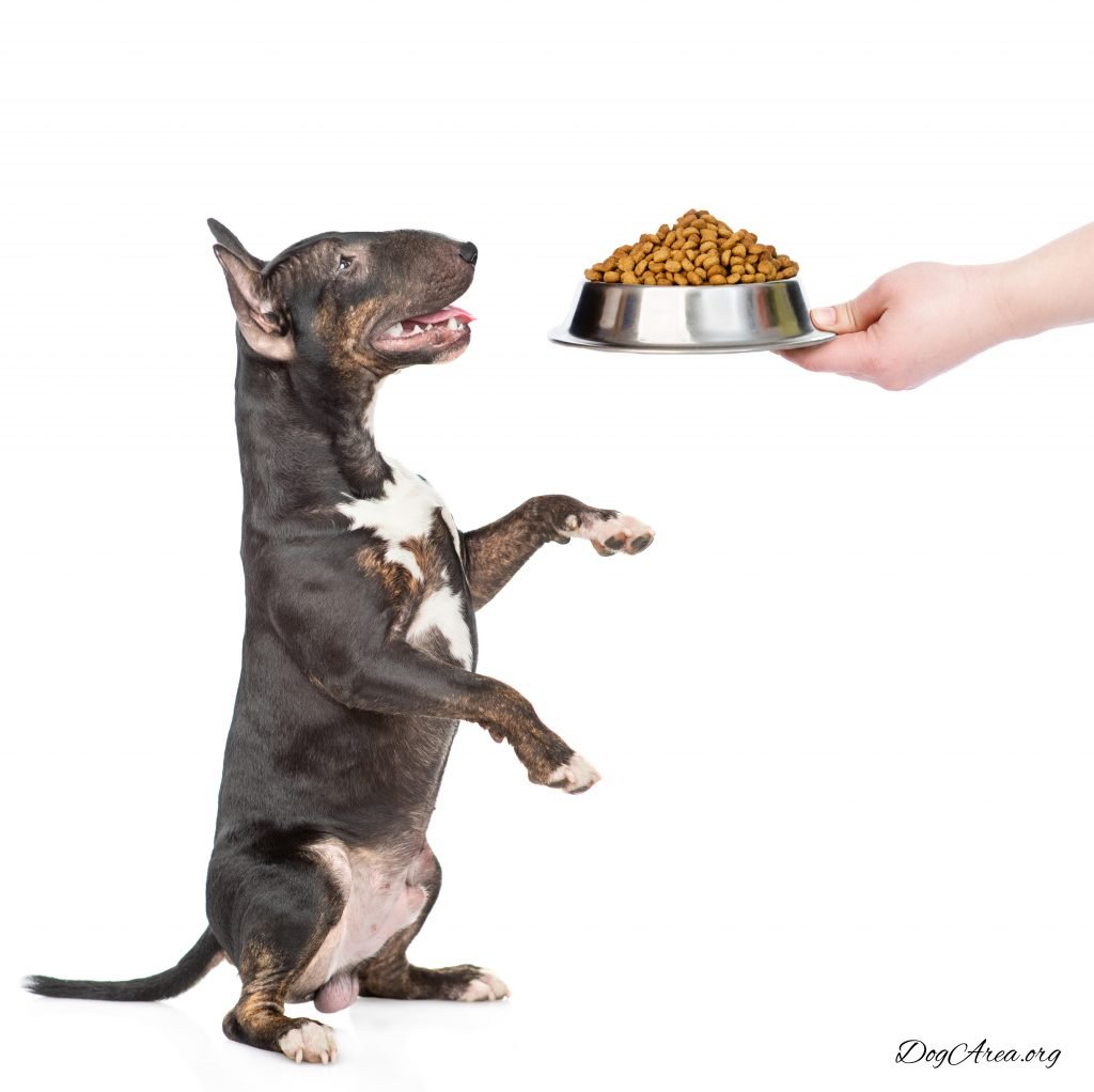 What Is the Best Low Sodium Dog Food?