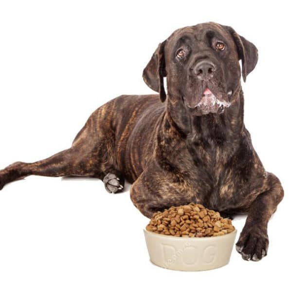 What Is The Best, Most Healthy Dog Food For My Mastiff?