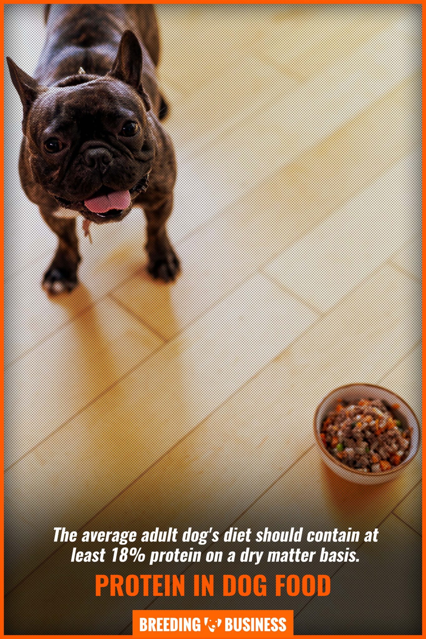 What Percentage Of Protein Should Be In Dog Food ...
