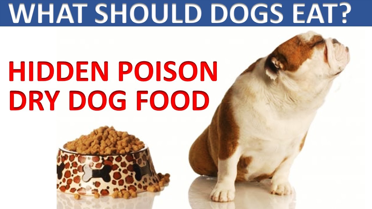 What Should Dogs Eat 2020. Hidden Foods That Kill Dogs ...