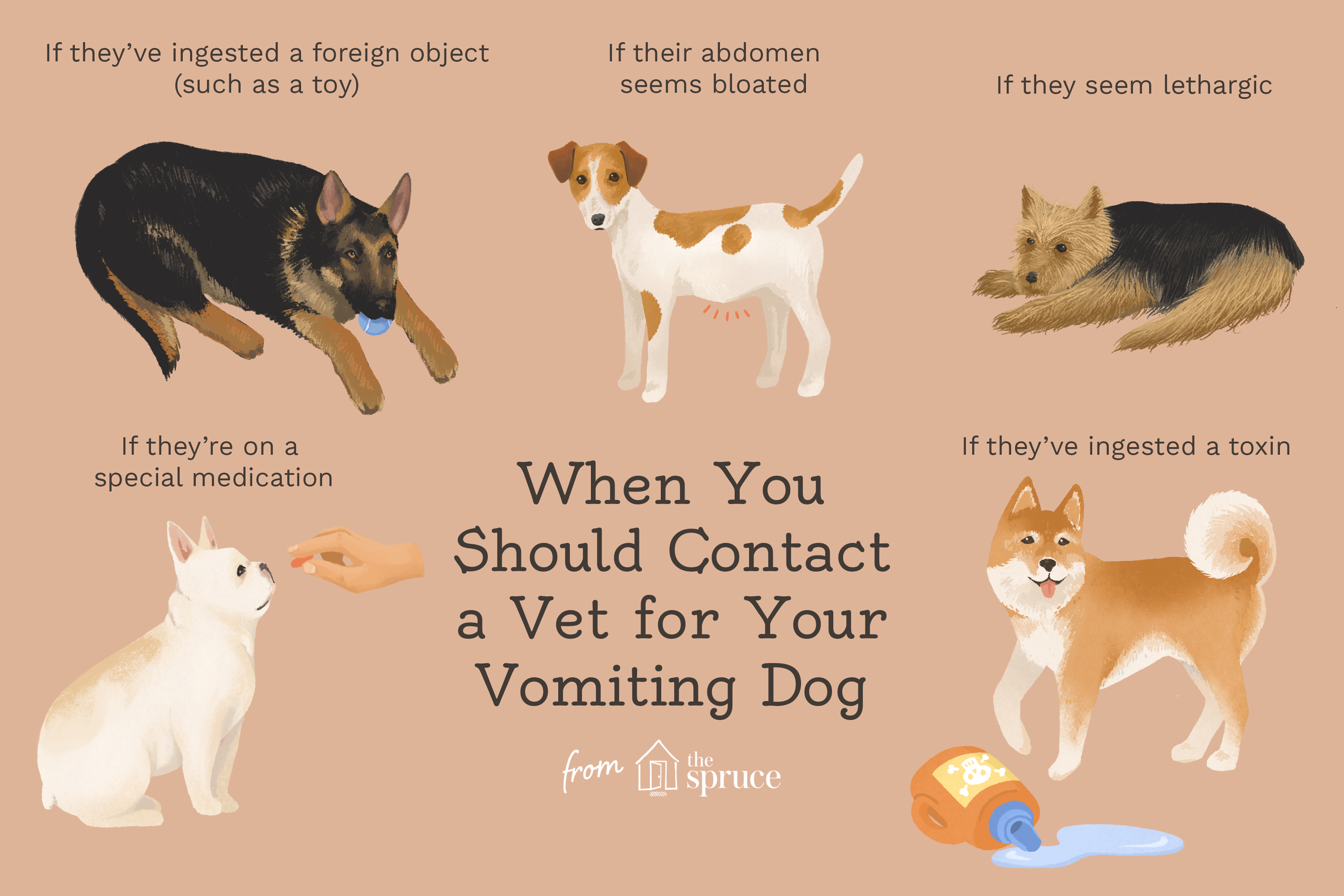 What to Do If Your Dog Vomits